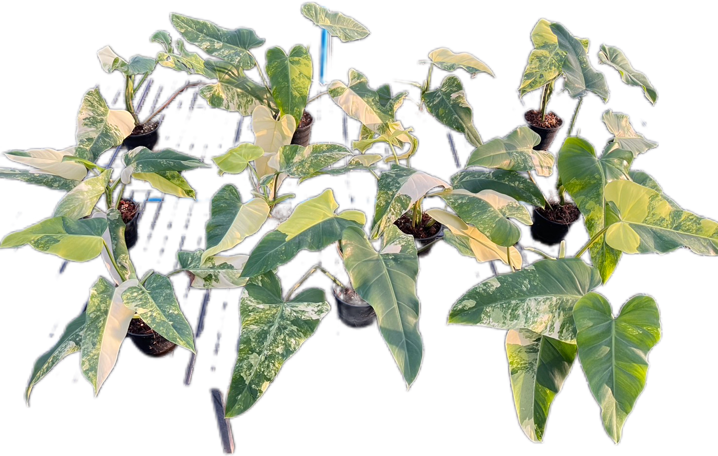 Set of 10 Philodendron Domesticum Variegated