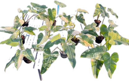 Set of 10 Philodendron Domesticum Variegated