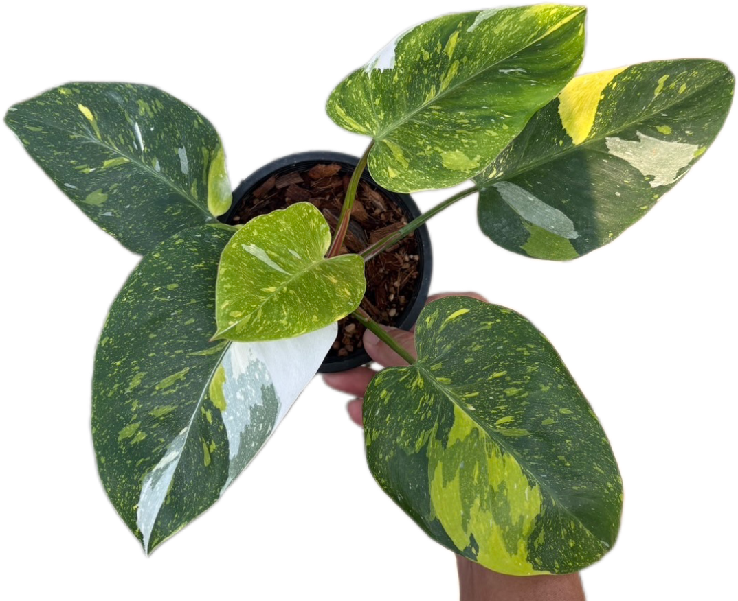 Rare Philodendron White Princess Tricolor