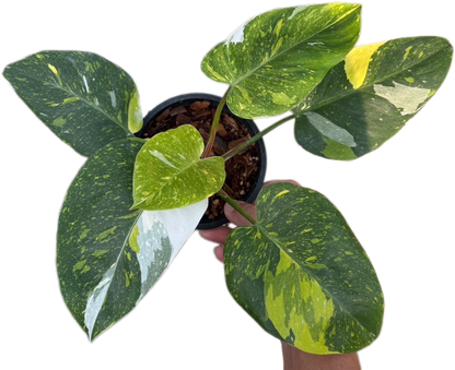 Rare Philodendron White Princess Tricolor