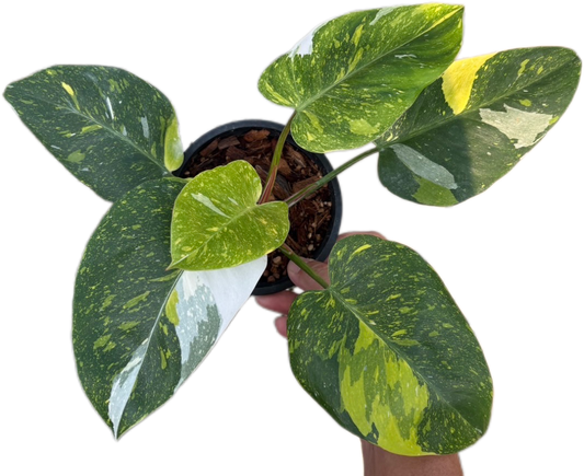 Rare Philodendron White Princess Tricolor