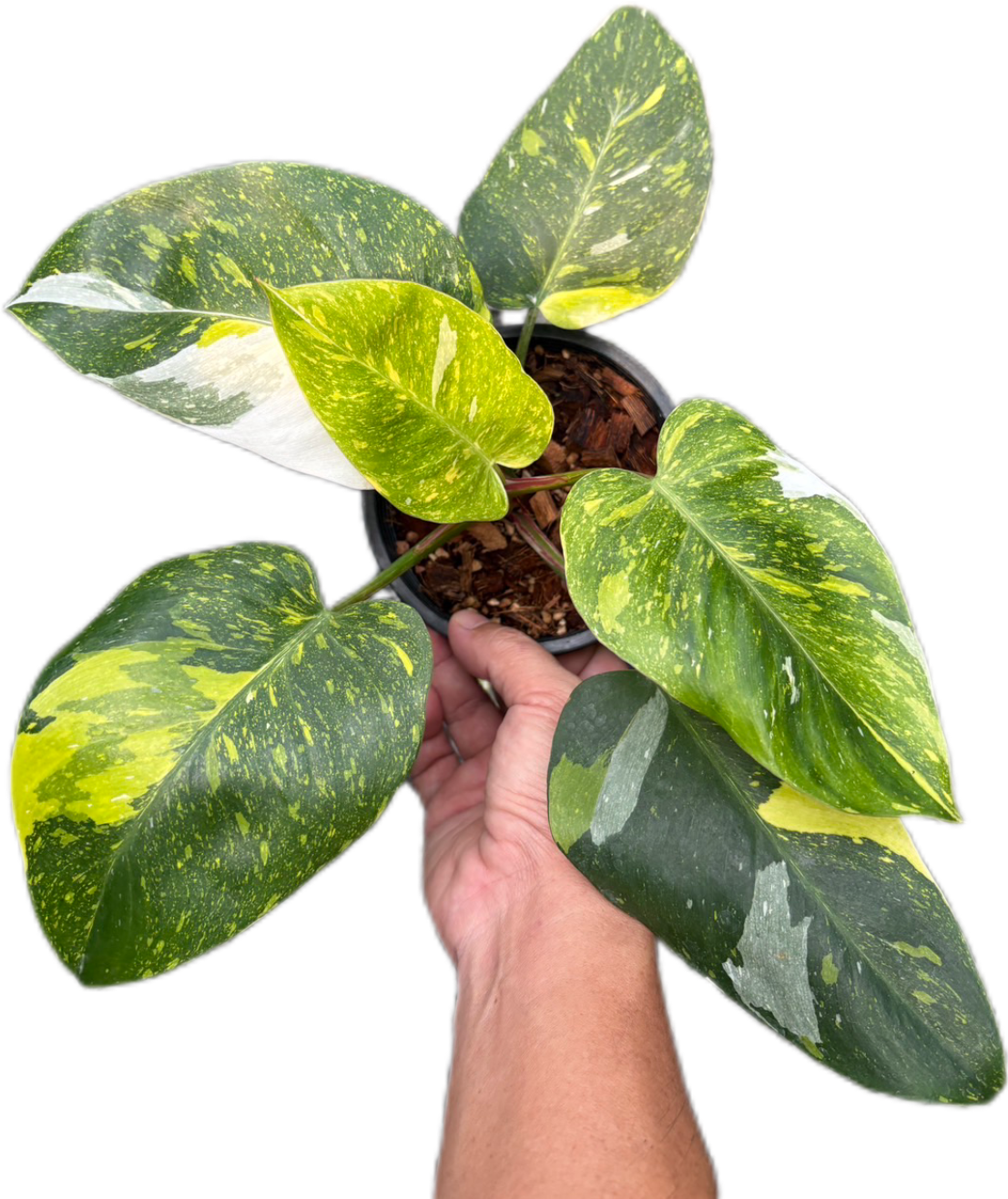 Rare Philodendron White Princess Tricolor