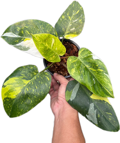 Rare Philodendron White Princess Tricolor