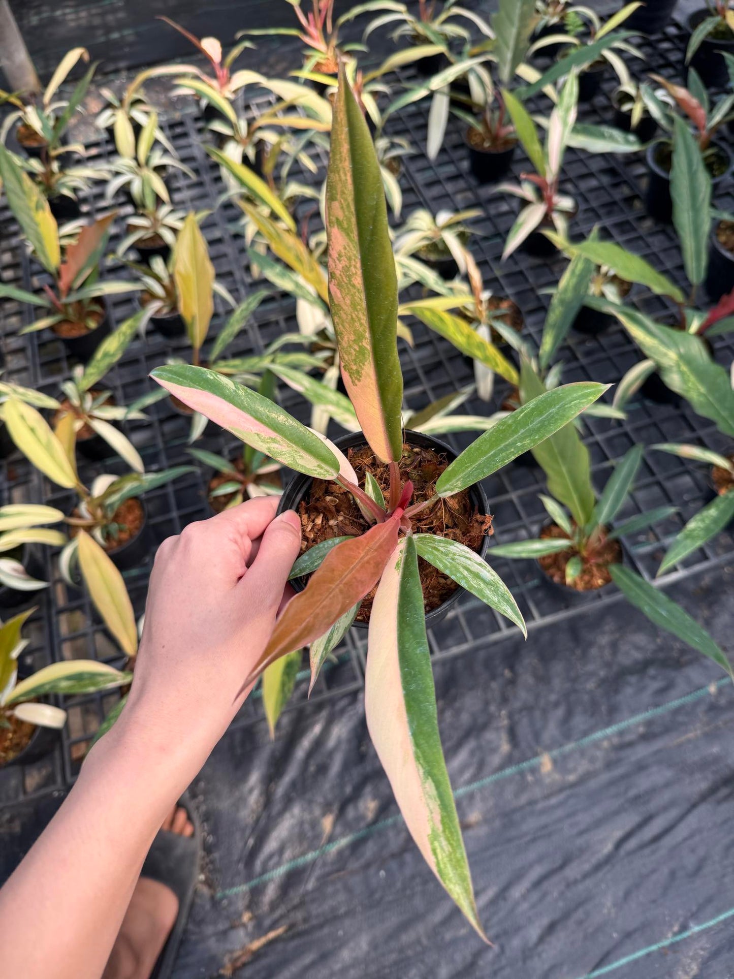 Small Philodendron Caramel Marble Variegated