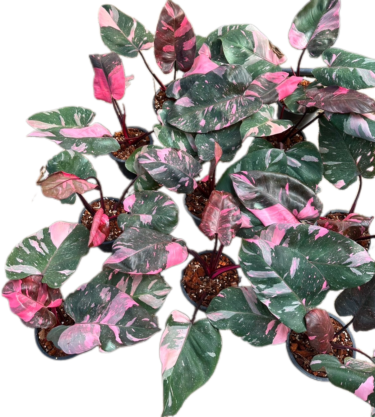 Philodendron Pink Princess King Marble