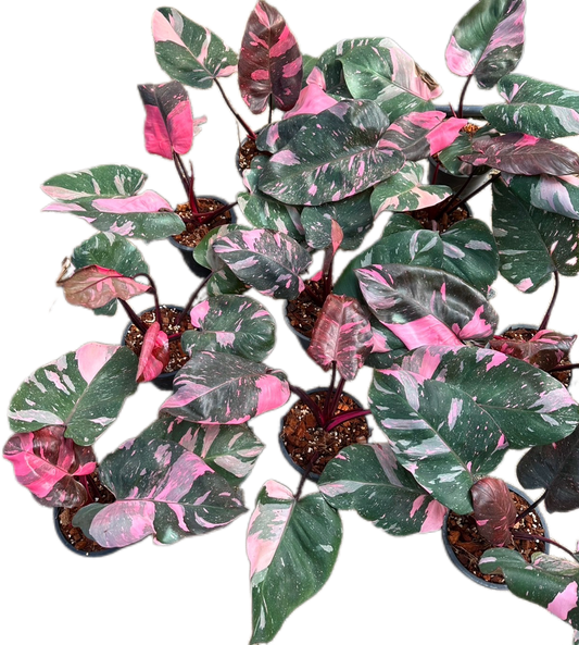 Philodendron Pink Princess King Marble