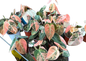 Philodendron Melanochrysum Pink Variegated