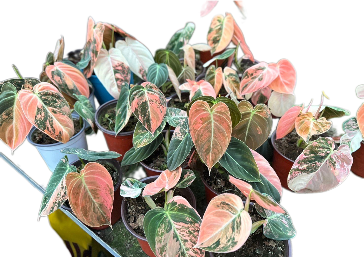 philodendron melanochrysum pink Buy Philodendron Melanochrysum Pink Varie…