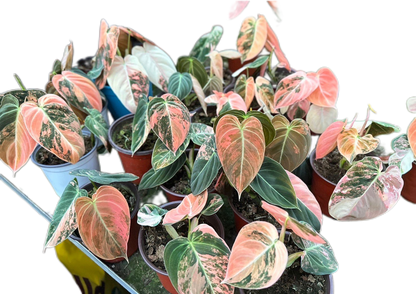 Philodendron Melanochrysum Orange Bonfire Variegated