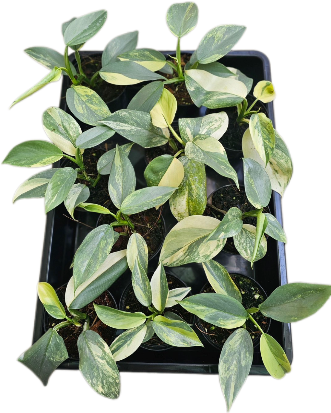 Philodendron Hastatum Silver Sword Plants