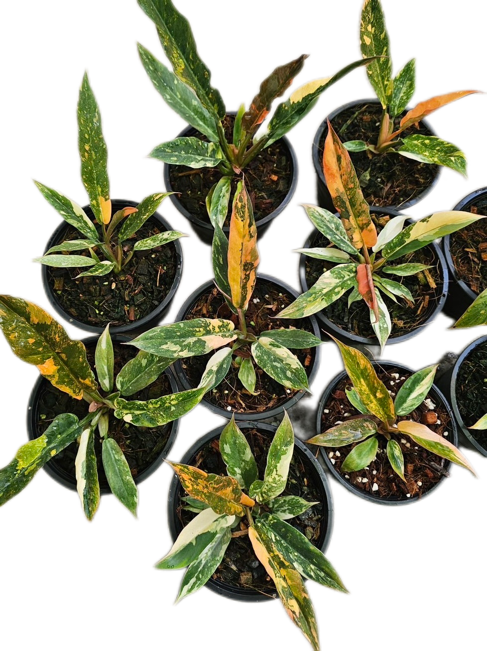 Philodendron Fire Tiger Caramel Marble (small size )