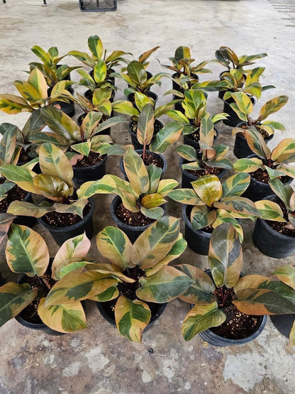 Philodendron Black Cardinal Variegated (no. 2)