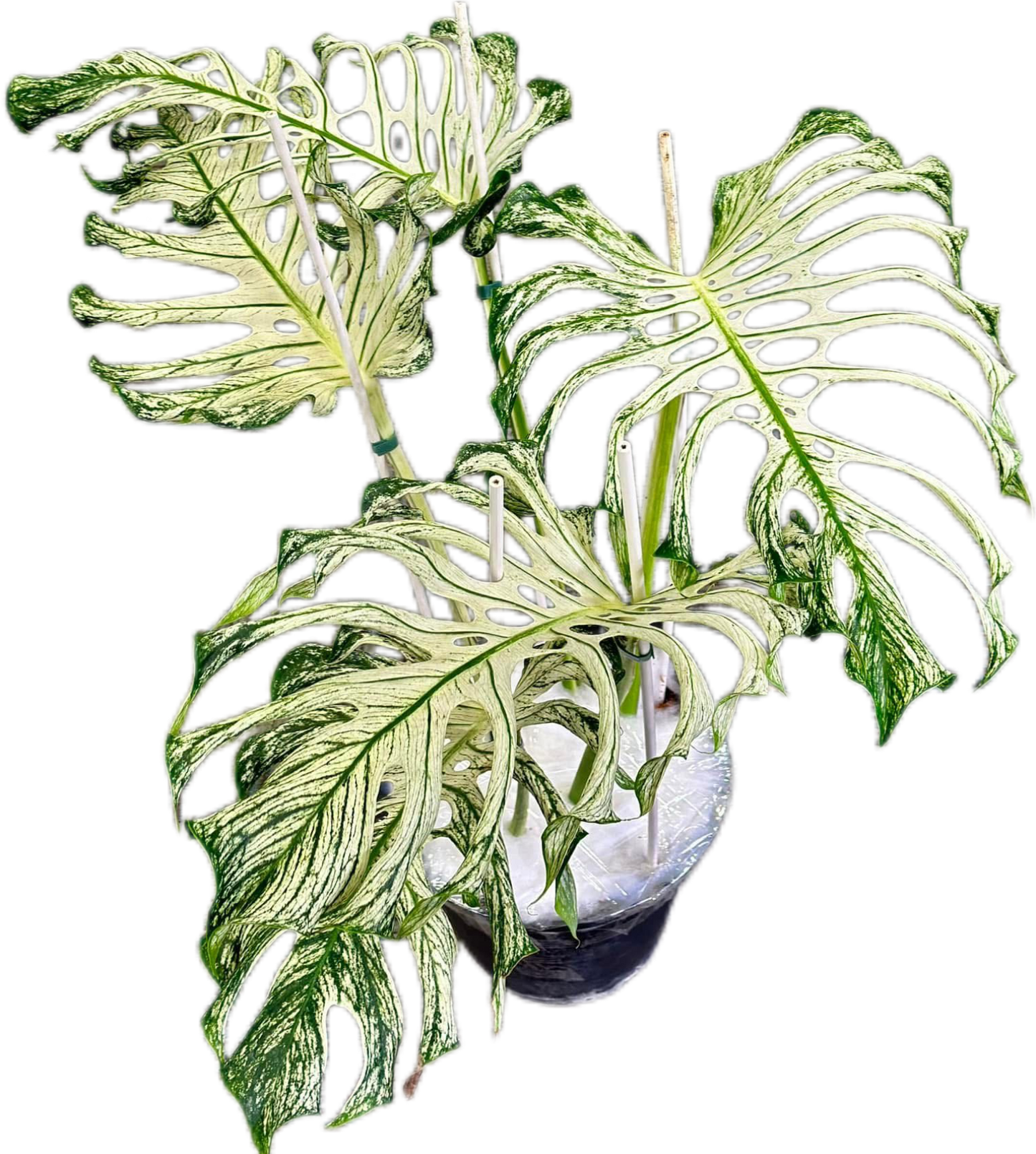 New Rare MONSTERA DEVIL MONSTER