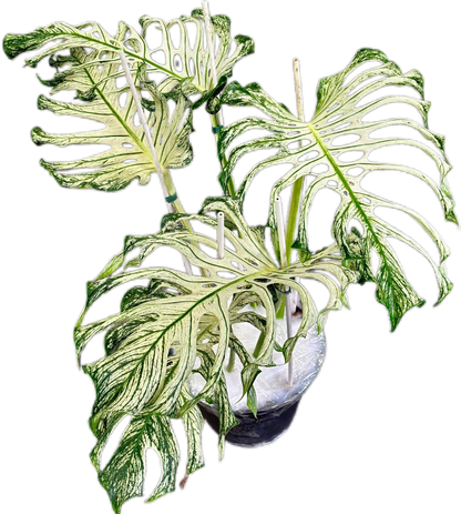 New Rare MONSTERA DEVIL MONSTER