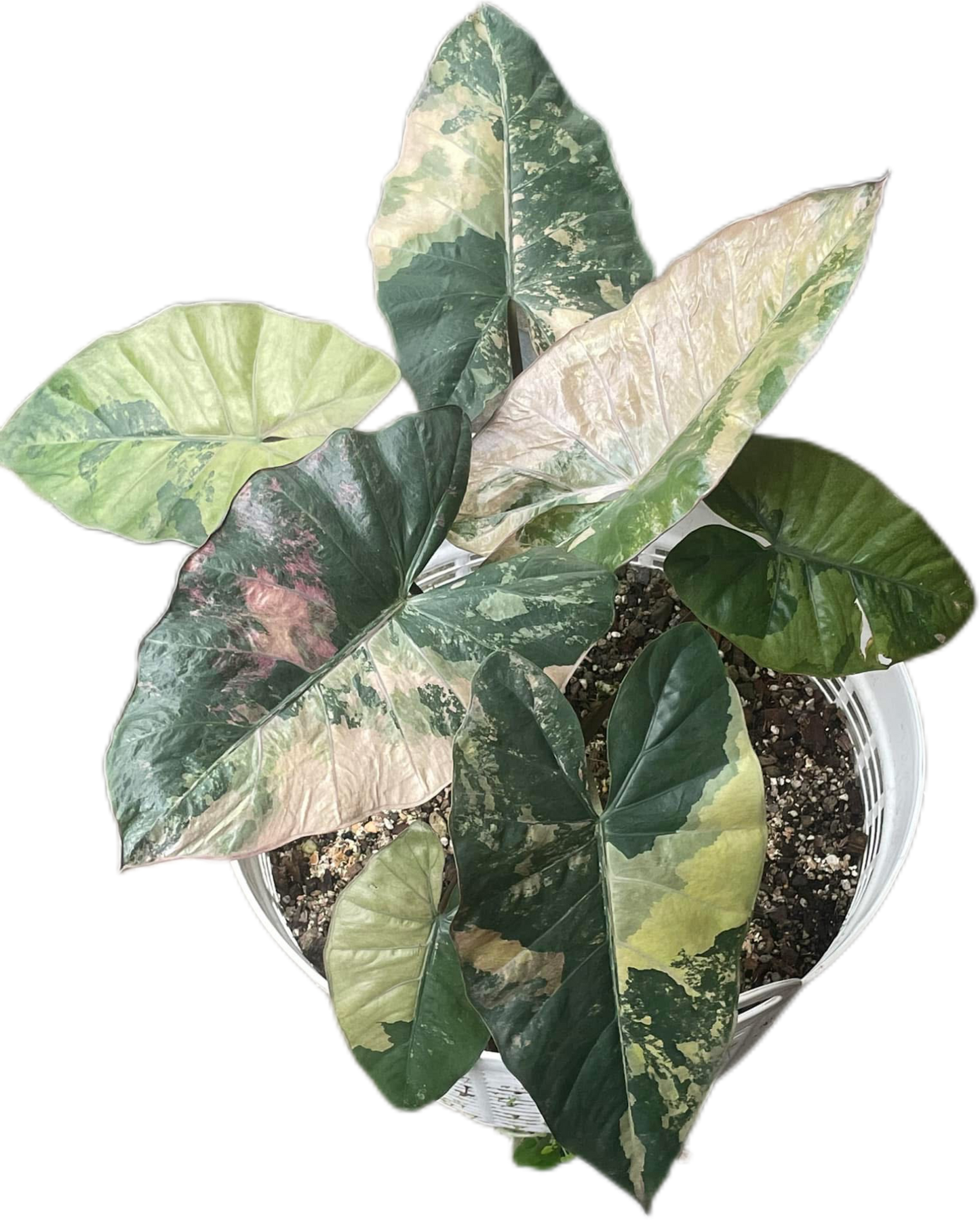 Alocasia Yucatan Princess Variegated