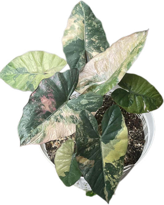 Alocasia Yucatan Princess Variegated