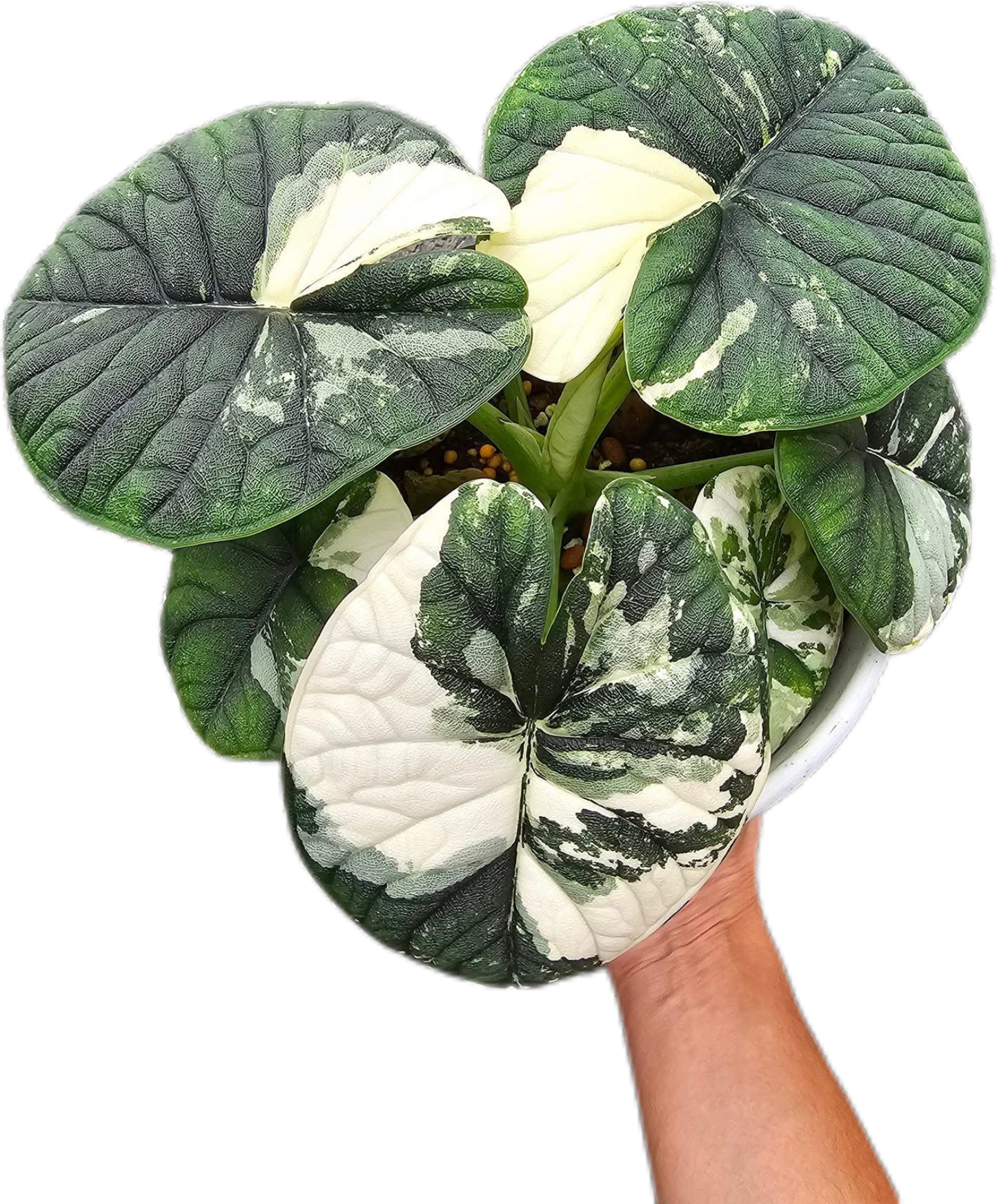 Alocasia Melo Albo Variegated