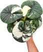 Alocasia Melo Albo Variegated