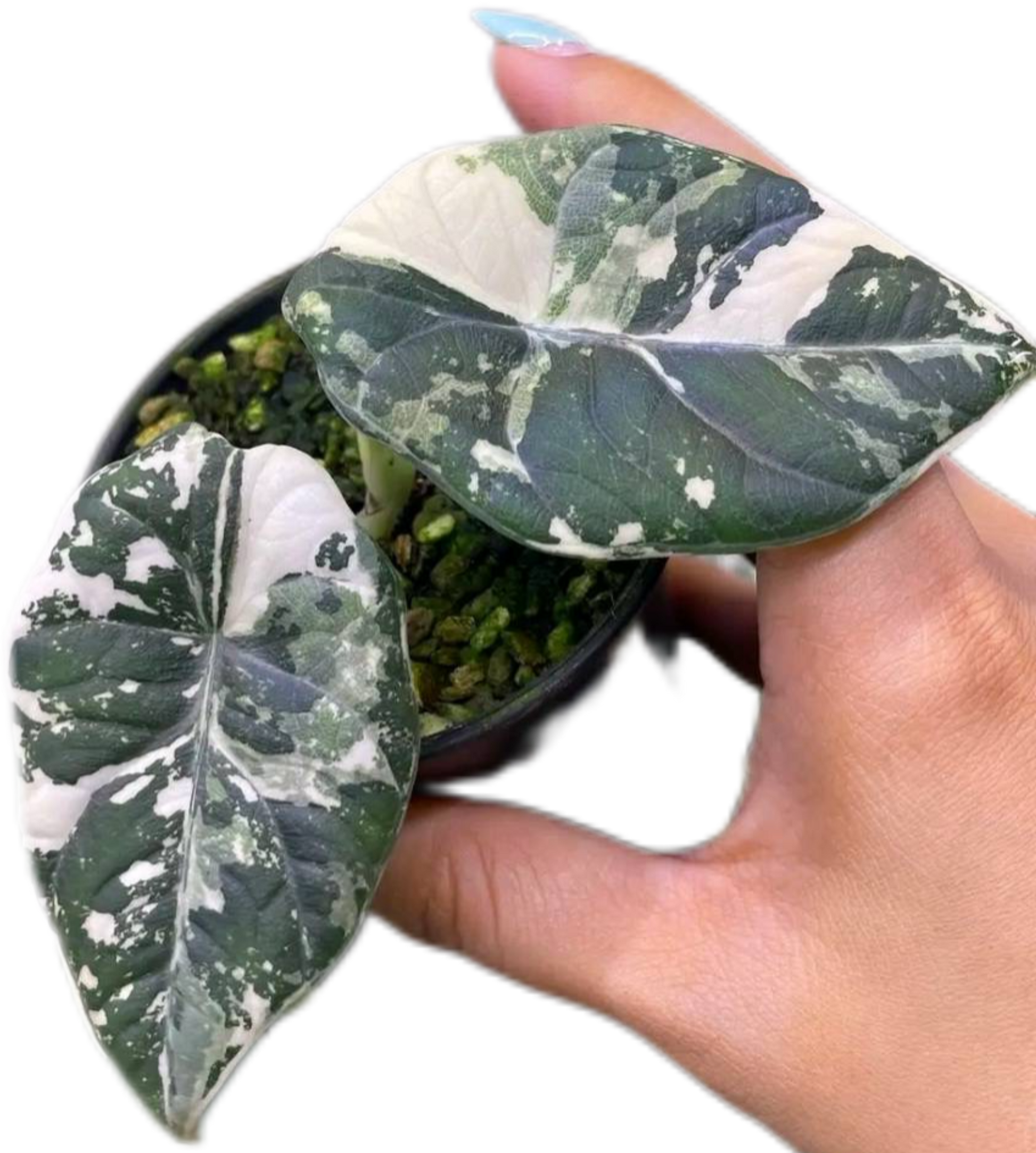 Alocasia Maharani Albo Variegated