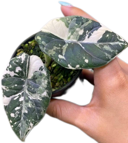 Alocasia Maharani Albo Variegated