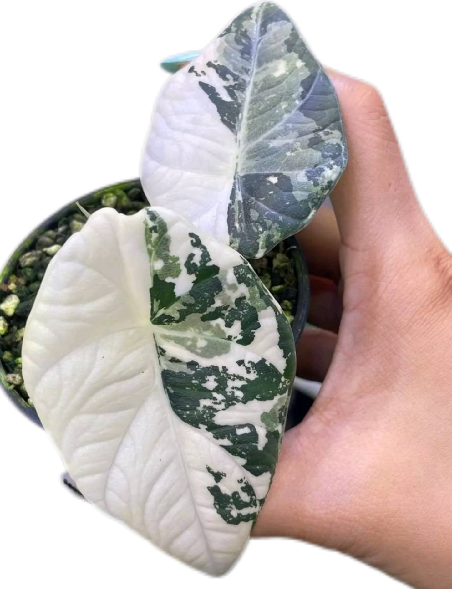 Buy Alocasia Maharani Albo Variegated | Thailand Export