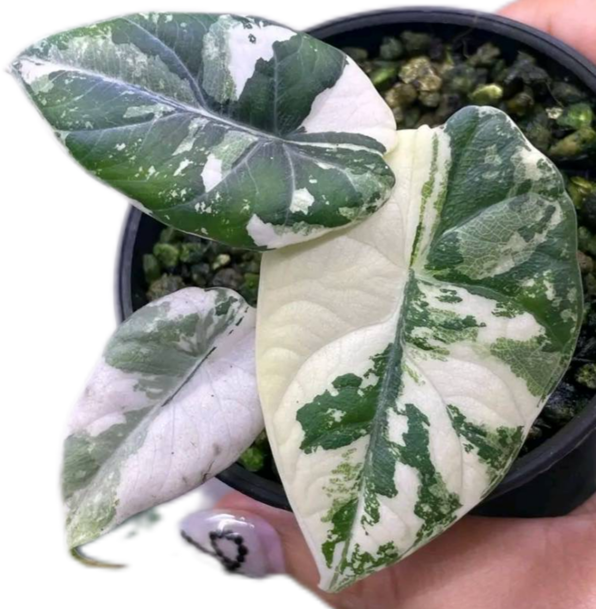 Buy Alocasia Maharani Albo Variegated | Thailand Export Buy Alocasia Maharani Albo Variegated | Thailand Export