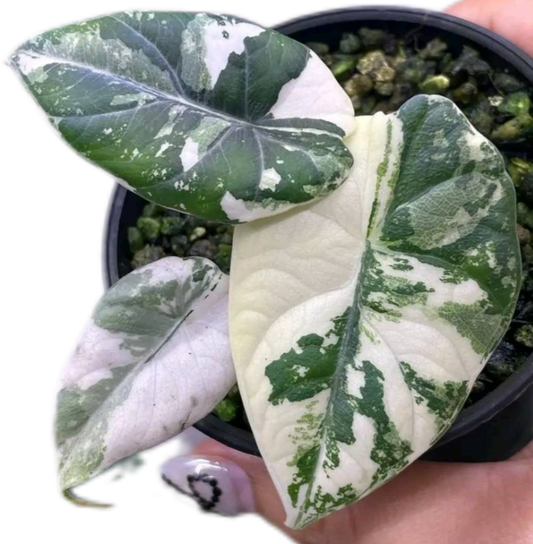 Alocasia Maharani Albo Variegated