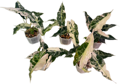 Alocasia Amazonica Polly Pink Variegated Wholesale Set of 3 Plants
