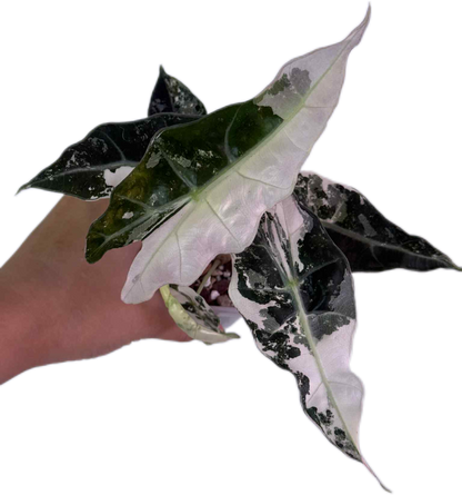 Alocasia Amazonica Polly Pink Variegated Wholesale Set of 3 Plants