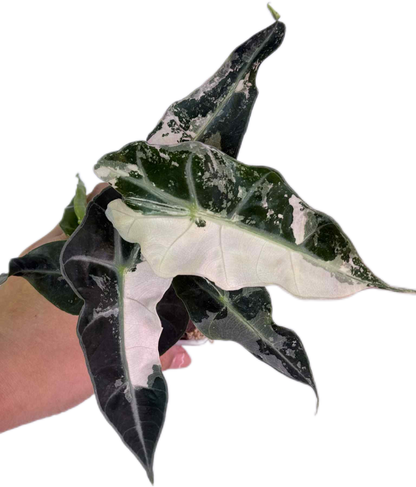 Alocasia Amazonica Polly Pink Variegated Wholesale Set of 3 Plants