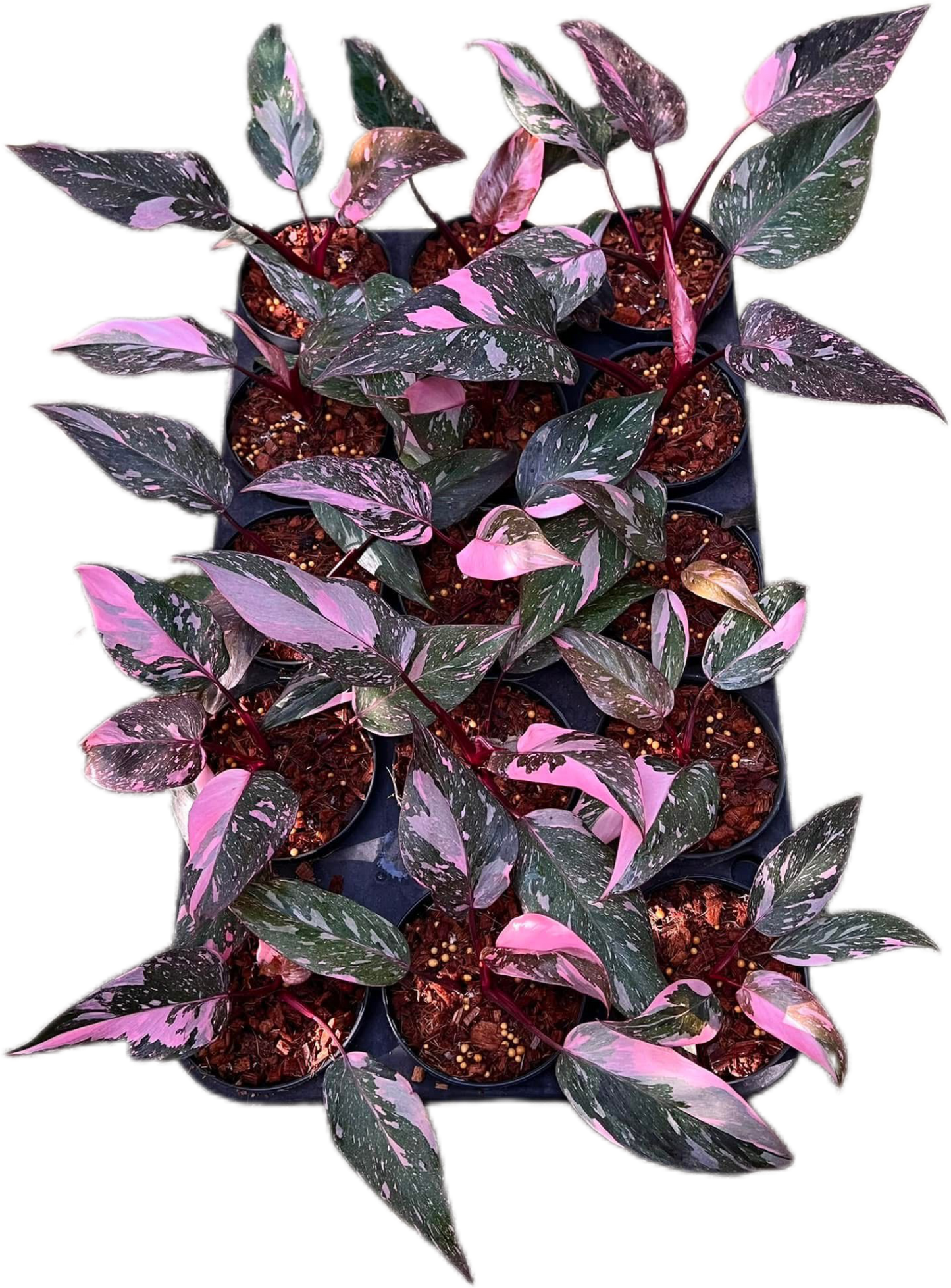 Philodendron Pink Princess Galaxy