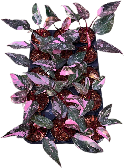 Philodendron Pink Princess Galaxy