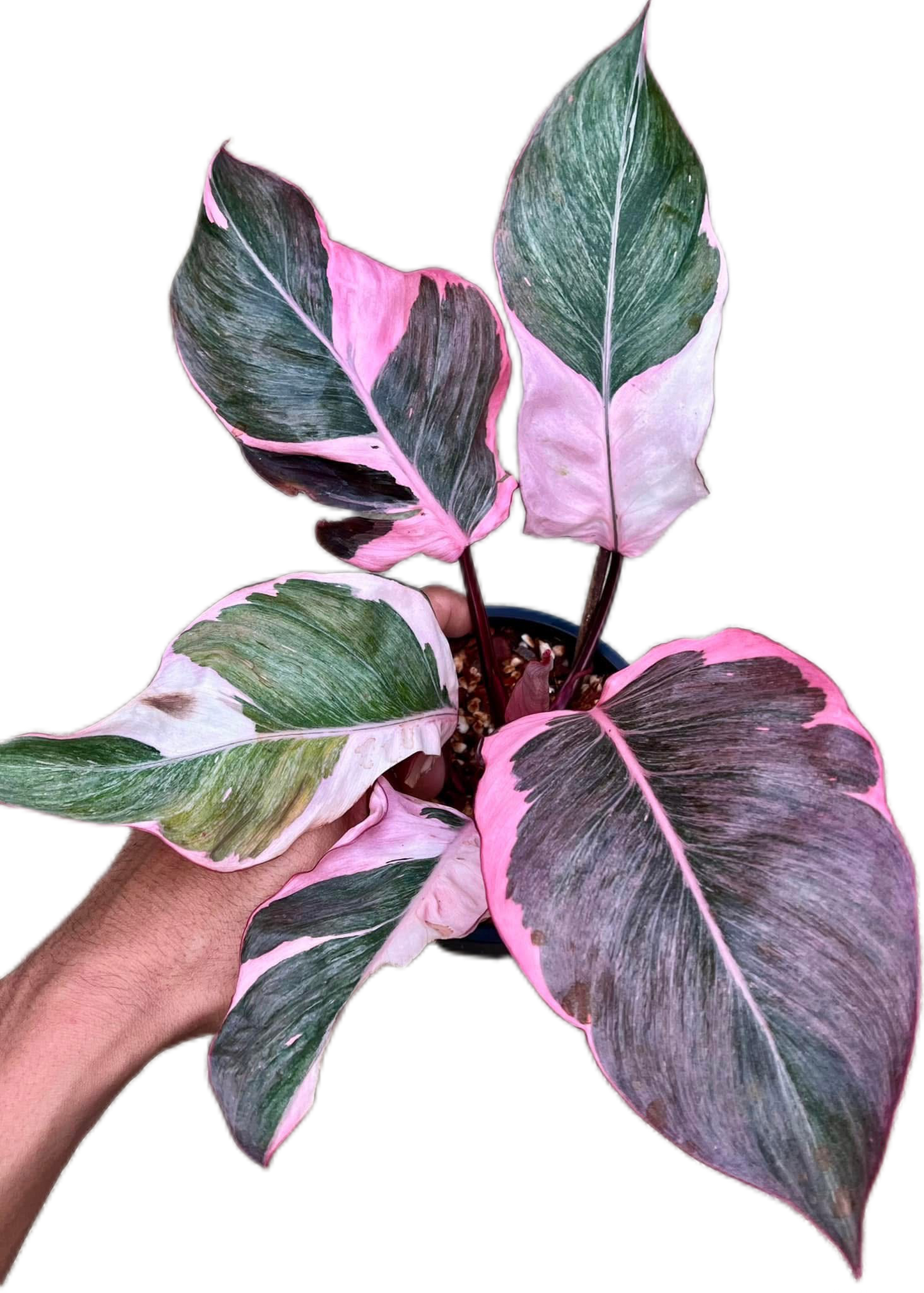 Philodendron Pink Princess Mutation