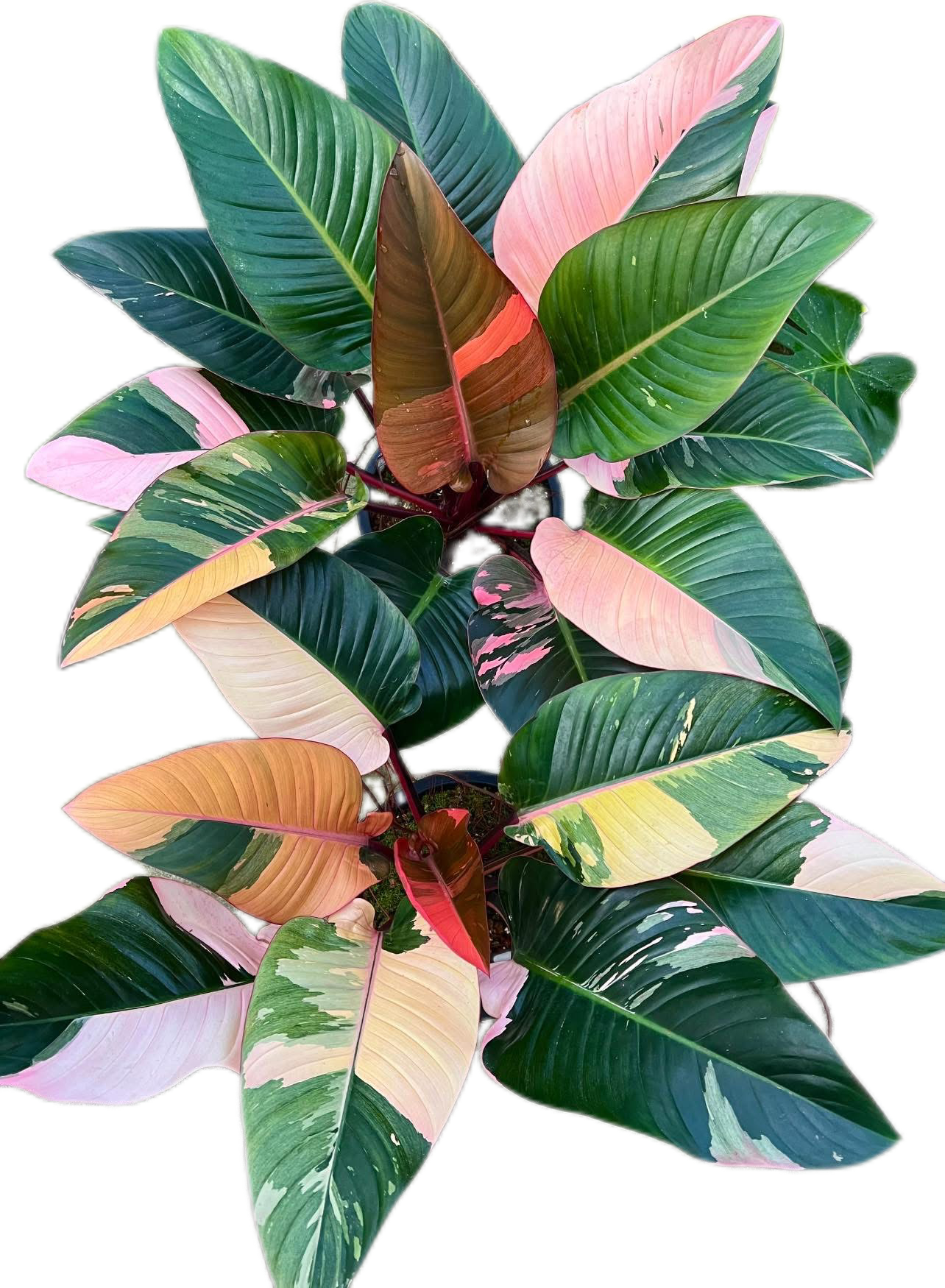 Philodendron Red Congo Variegated Big