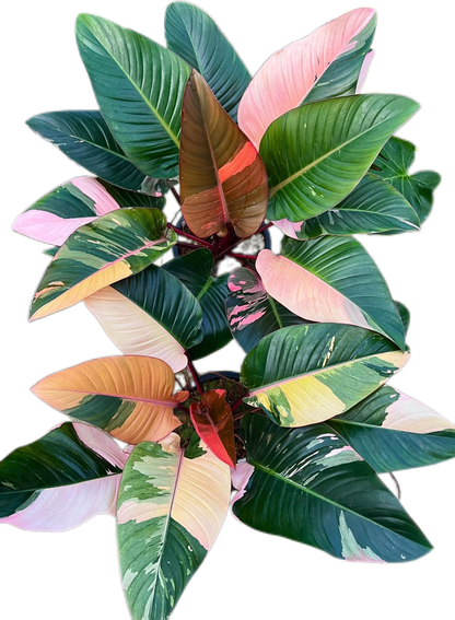 Philodendron Red Congo Variegated Big