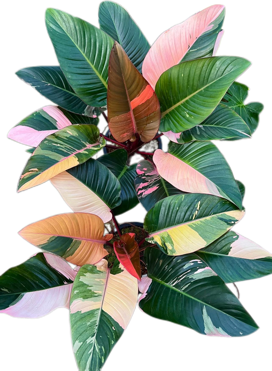 Philodendron Red Congo Variegated Big