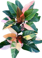 Philodendron Red Congo Variegated Big