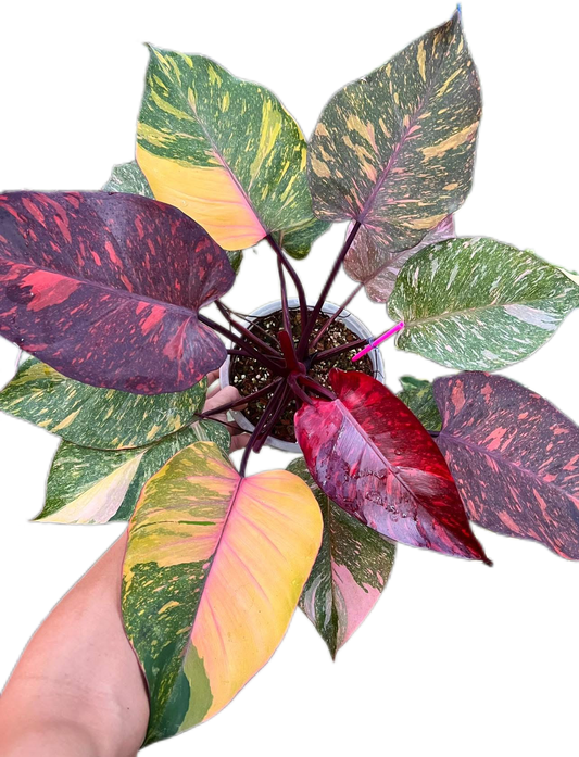 Philodendron Orange Princess Fire Galaxy Variegated