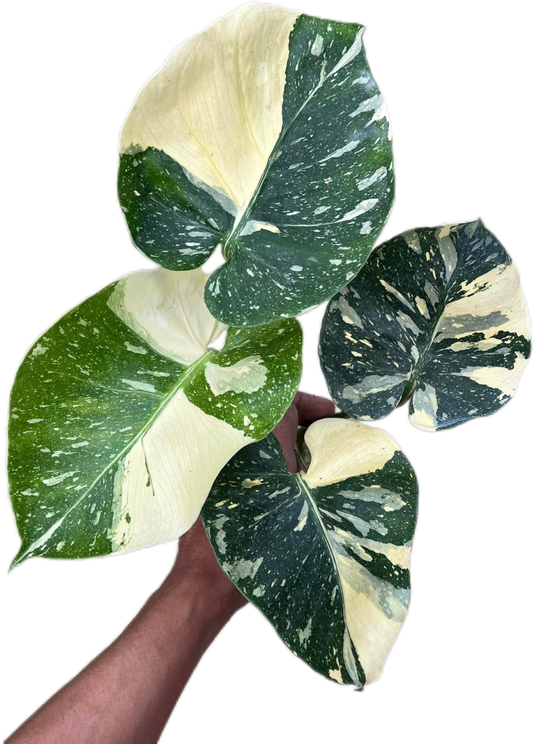 Monstera Thai Constellation Cup Form Rare