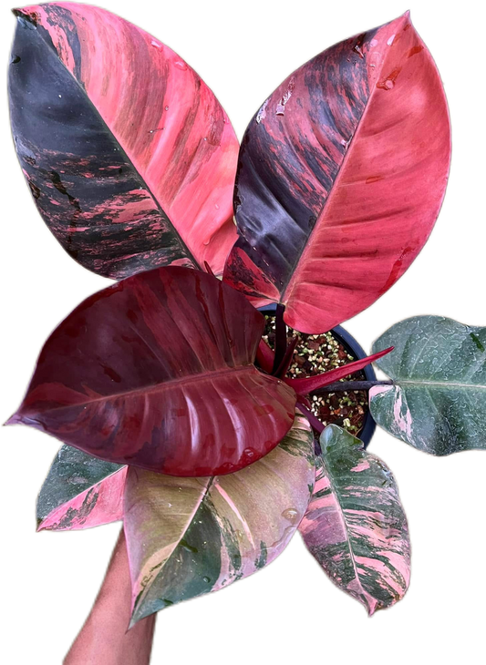 Rare Philodendron Black Cardinal Variegated No. 1 Type