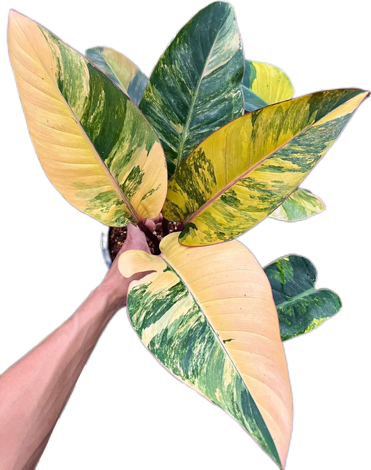 Rare Philodendron Yellow Congo Big (high variegated)