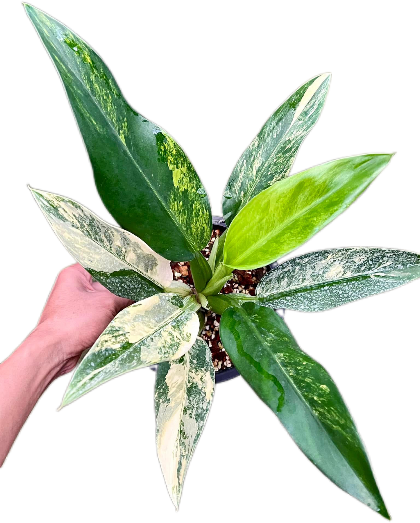 Rare Philodendron Matianum “Fat Boy” Variegated