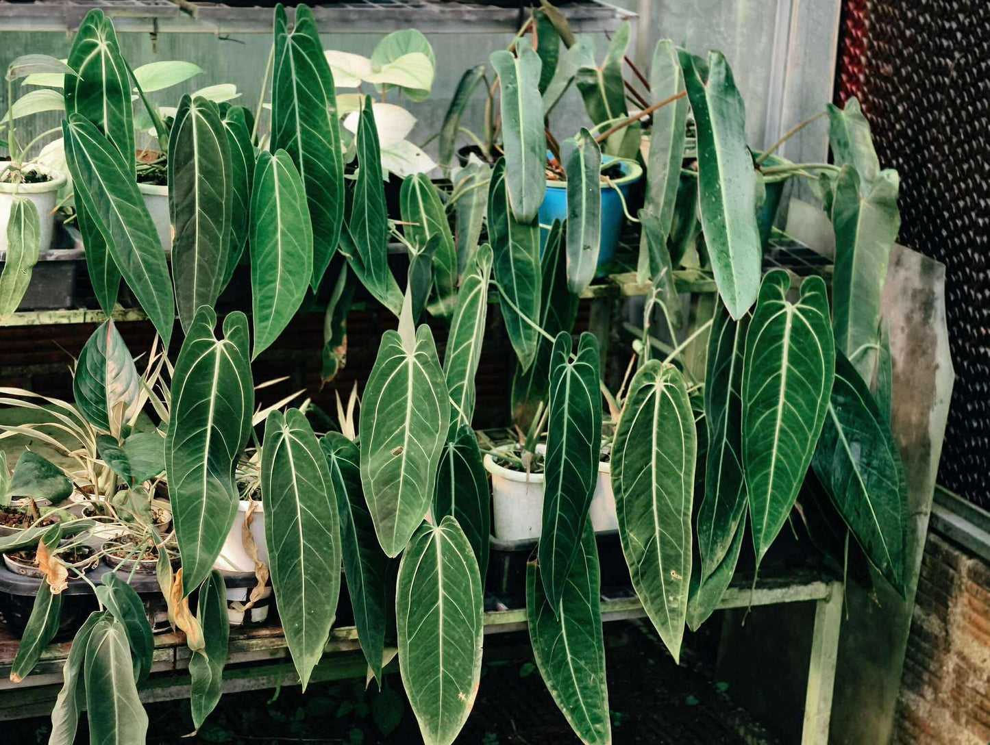 Anthurium Warocqueanum “Queen” – Big Size Wholesale Set of 5 Plants