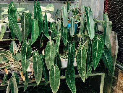 Anthurium Warocqueanum “Queen” – Big Size Wholesale Set of 5 Plants