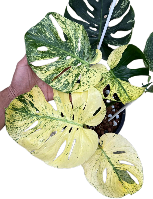 Rare Monstera Deliciosa “Mint Siam”