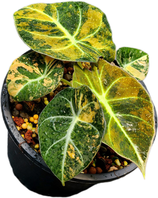 Rare Alocasia Black Velvet “Gold”