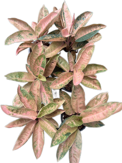 Aglaonema “Pink Banana” Wholesale Set of 10 Plants