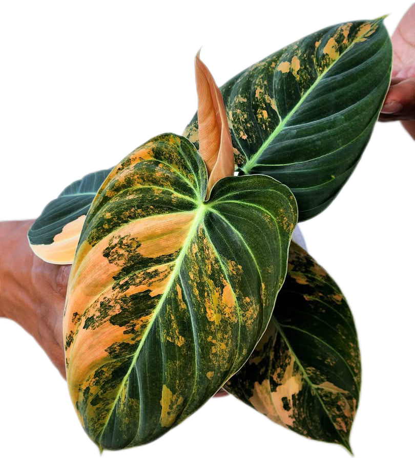 Rare Philodendron Melanochrysum Orange Variegated