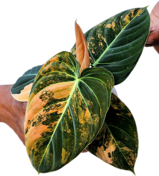 Rare Philodendron Melanochrysum Orange Variegated