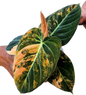 Rare Philodendron Melanochrysum Orange Variegated